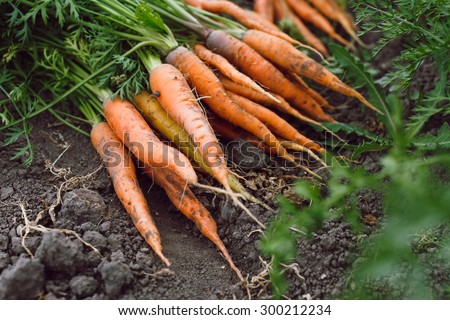 Bunch of fresh organic carrots lying on the soil, on a vegetable garden bed background, close up