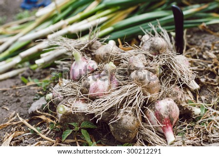Fresh bulbs of garlic from the recent harvest are lying on the ground, in the garden, with garlic tops on background, close up