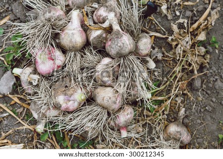 Dirty fresh garlic with roots is lying on the ground, on a dry leaves background, close up