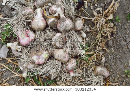 Freshly pulled organic garlic with roots lying on the soil, in the garden, close up