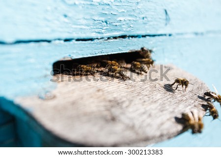 Swarm of bees at the tap-hole of blue wooden hive in a sunny day, with yard on the background, close up