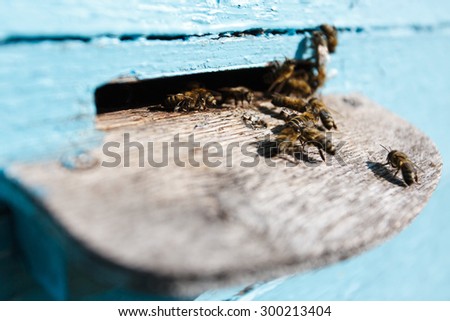 Bees at the tap-hole of blue wooden hive in a summer day, with yard on the background, close up