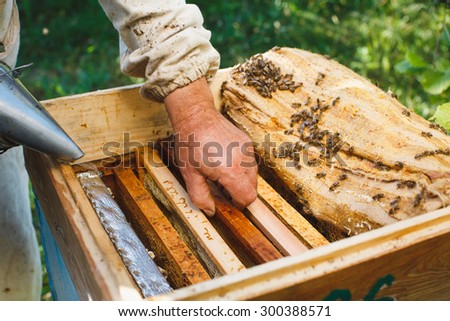 Apiarist does inspection of his beehive with different frames of honeycomb and bees inside, on sunny day, close up