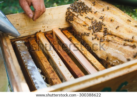 Beekeeper does inspection of his beehive with different wooden frames of honeycomb and bees inside, on sunny day, close up