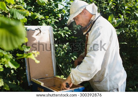Concentrated apiarist in a protective hat and white shirt making inspection in his apiary in the garden