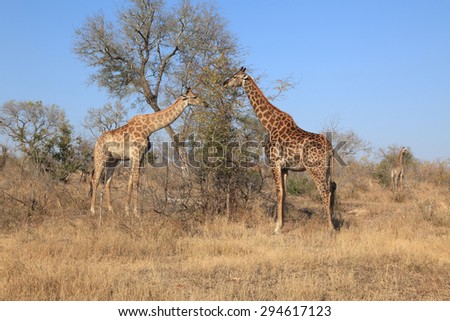 Giraffes busy grazing in early morning