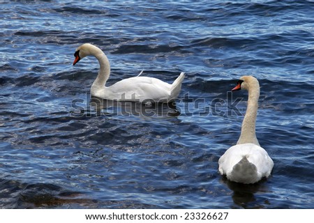 Two swans on a lake in Nantua