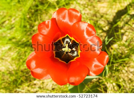 Red flower tulip outdoor close up