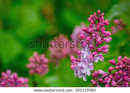 lilac buds and flowers in water drops after rain on blurred background.