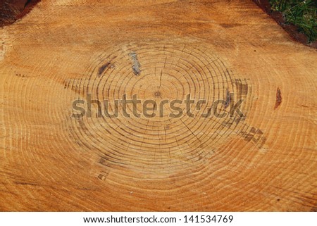 wood burl showing tree age with rings old growth tree