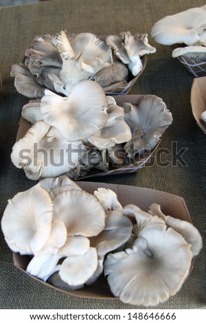 Bunches of fresh oyster mushrooms at the farmers market