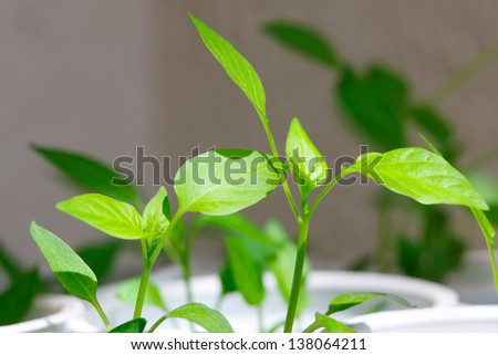 Little plants, seedling