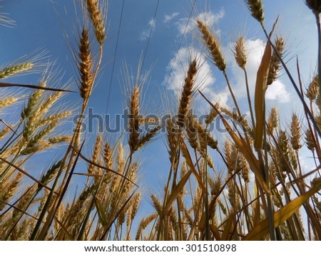 Barley ears and sky