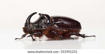 live bug a rhinoceros, shooting in a photographic studio