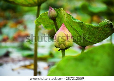 Beautiful lotus in Thailand.