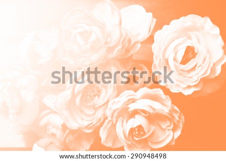 Roses pastel vintage soft background.