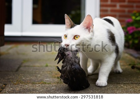 Cat with bird prey