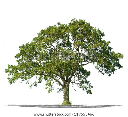 Beautifull Green Tree On A White Background In High Definition ...