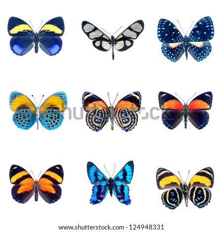 collection of Butterflies on a white background