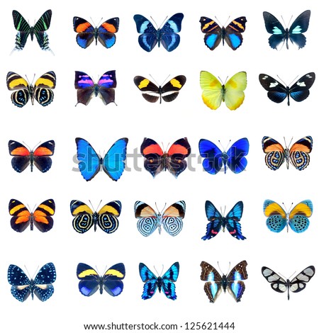 Collection Of Butterflies In High Definition On A White Background