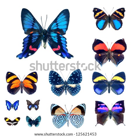 Collection of butterflies in high definition on a white background