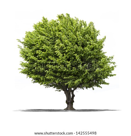 View Of A High Resolution Green Tree Isolated On A White Background