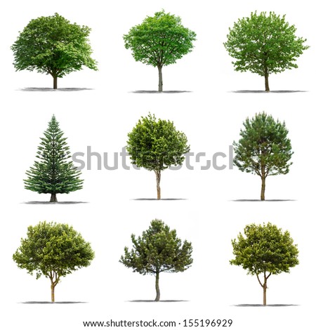 Collection of Beautifull green tree on a white background in high definition Collection of Beautifull green tree on a white background in high definition