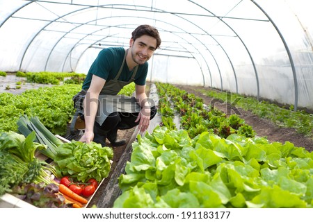 View of a Young attractive farmer harvesting vegetables