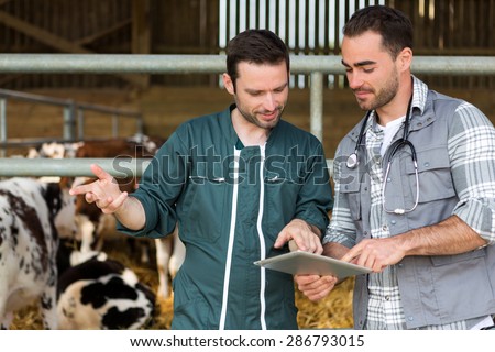 View of a Farmer and veterinary working together in a barn