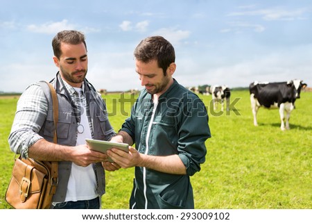 View of a Farmer and veterinary working together in a masture with cows