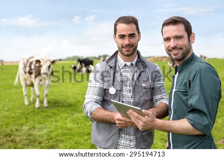 View of a Farmer and veterinary working together in a masture with cows