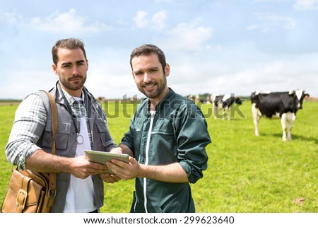 View of a Farmer and veterinary working together in a pasture with cows