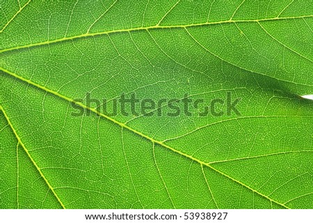 Leaf detail - macro photography