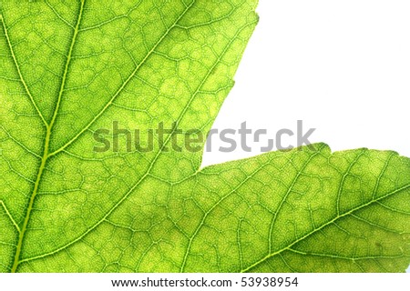 Leaf detail - macro photography