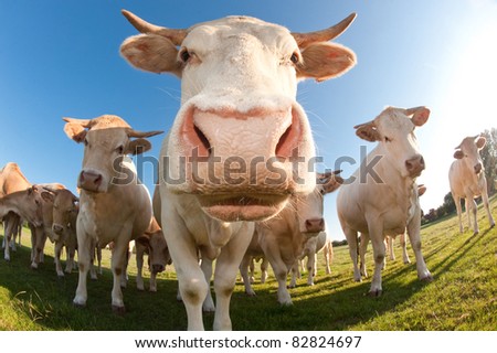 French cows in a field