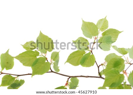 Backgrounds For Leaflets. stock photo : Green leaflets on a branch in a clear sunny day.