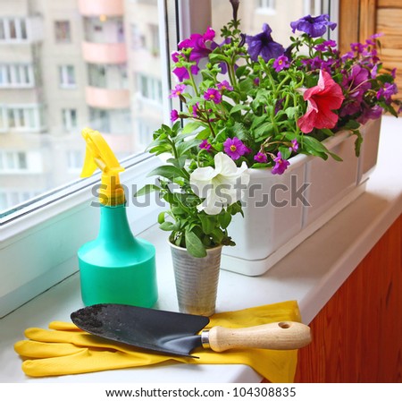 Decoration of balcony  petunia in white and plastic flower pot