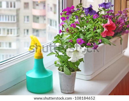 Decoration of balcony petunia in white and plastic flower pot