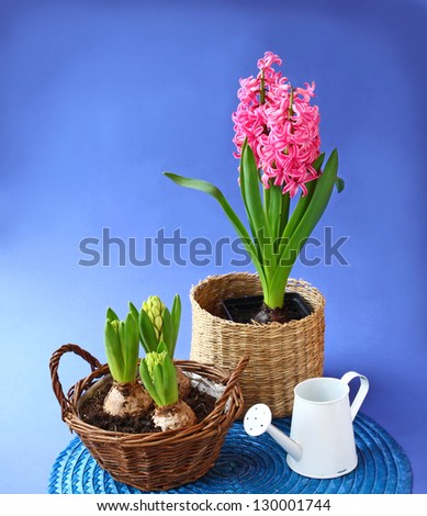 Spring flowers hyacinths in basket and watering-can on dark blue background