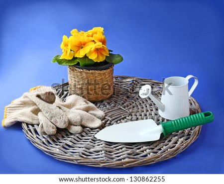 Garden gloves, shovel and watering can next to the yellow primula  on a on a blue background