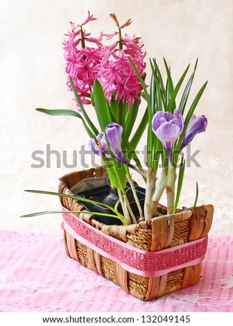 Spring flowers hyacinths and crocus flowers in basket