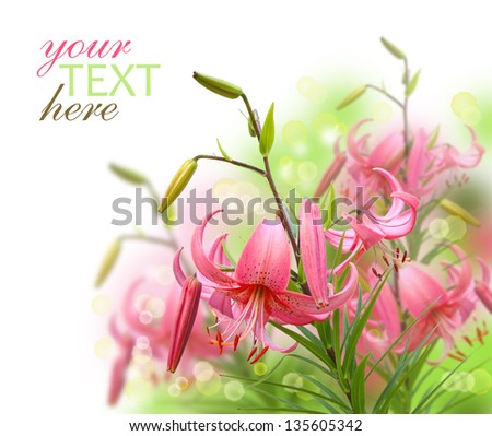 Beautiful asiatic pink lily flowers on white background it is isolated