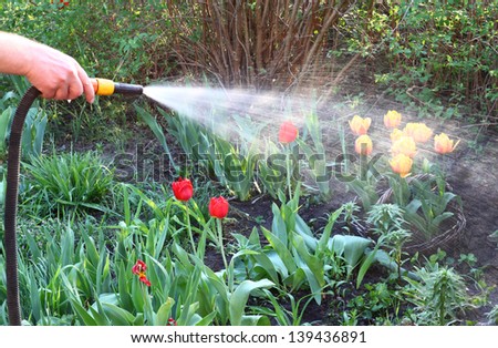 Watering the plants
