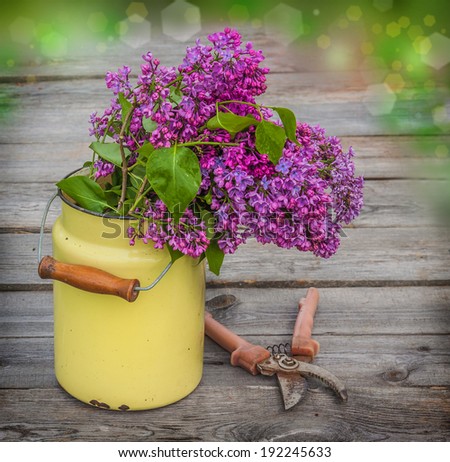 A bouquet of lilac in old milk can in drops of dew and garden pruner  on a wooden table