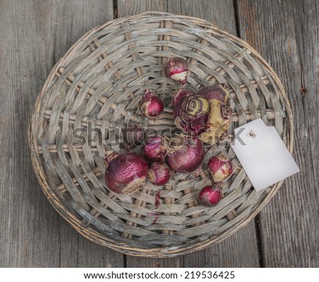 Hyacinth bulbs  and label on a wooden table. seasonal gardening