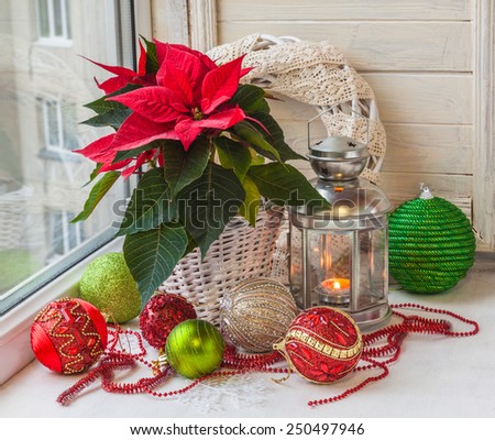 Poinsettia  (Euphorbia pulcherrima), Christmas decorations and lights in the window on the eve of Advent