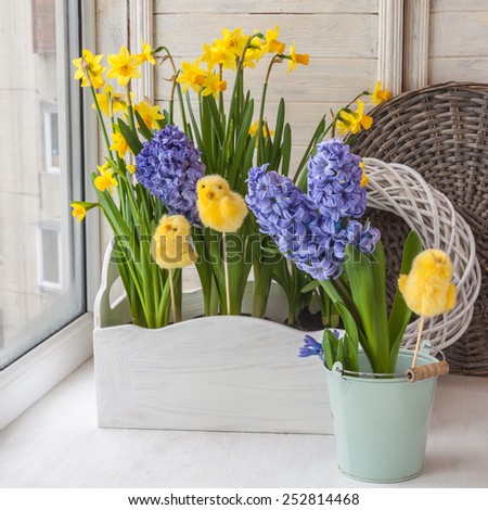 Yellow daffodils and hyacinths in blue balcony boxes for flowers on the balcony
