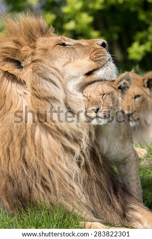 Father and Daughter, Lion and lioness cub together