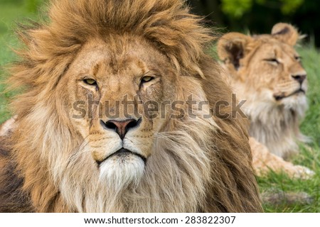 Father and Son, Lion and male lion cub.