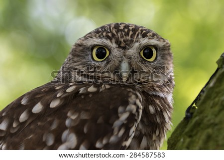 Little Owl with green foliage background